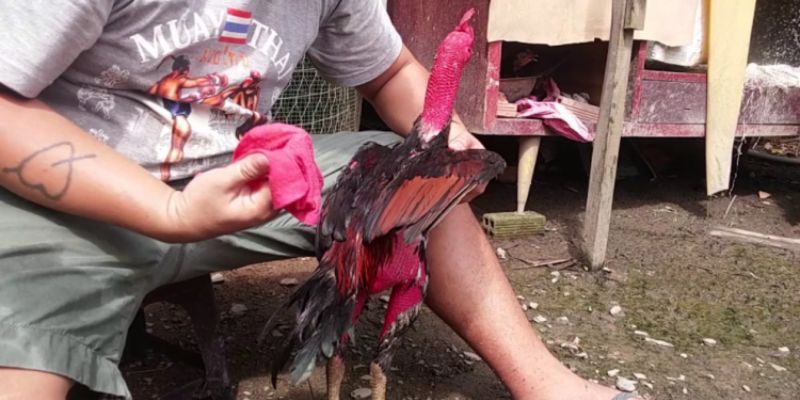 Kỹ năng om bóp gà đá hồi mã thương